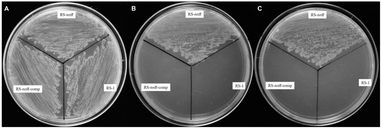 FIGURE 2