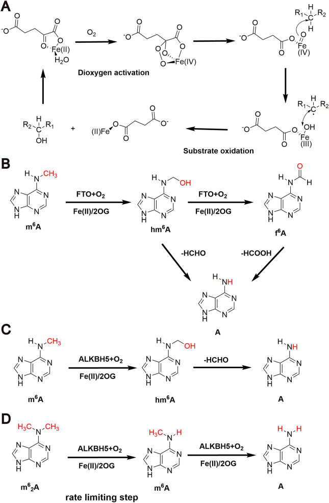 Figure 4