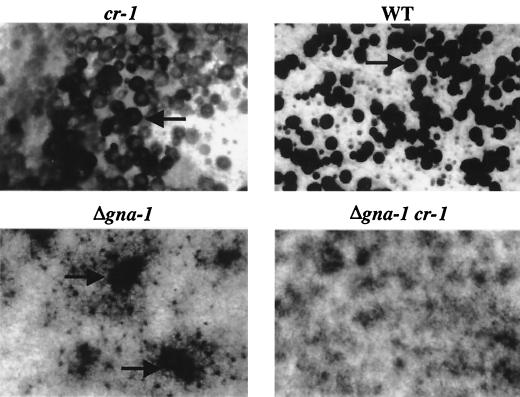 FIG. 2.