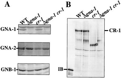 FIG. 1.