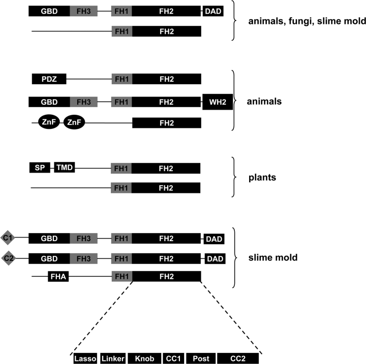 FIG. 1.—