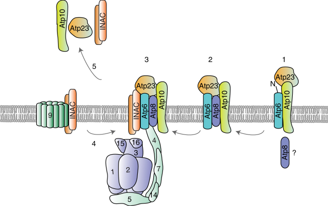 Fig. 7