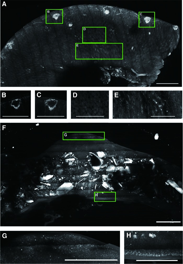 FIG. 10.