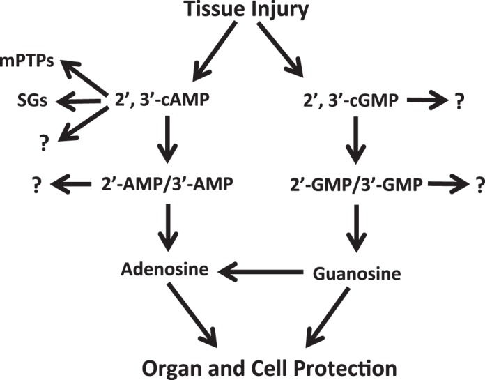 Fig. 8.