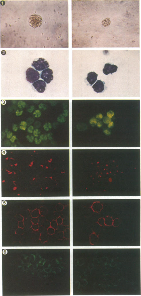 graphic file with name pnas00301-0243-a.jpg