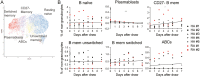 Change over time in B cell subsets.
