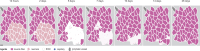 Figure 1—figure supplement 1.
