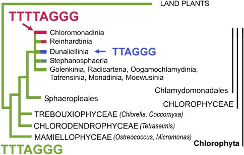 FIG. 7.—