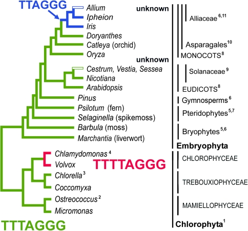 FIG. 1.—