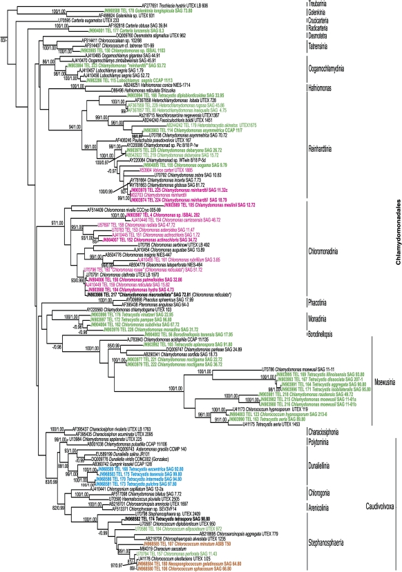 FIG. 2.—