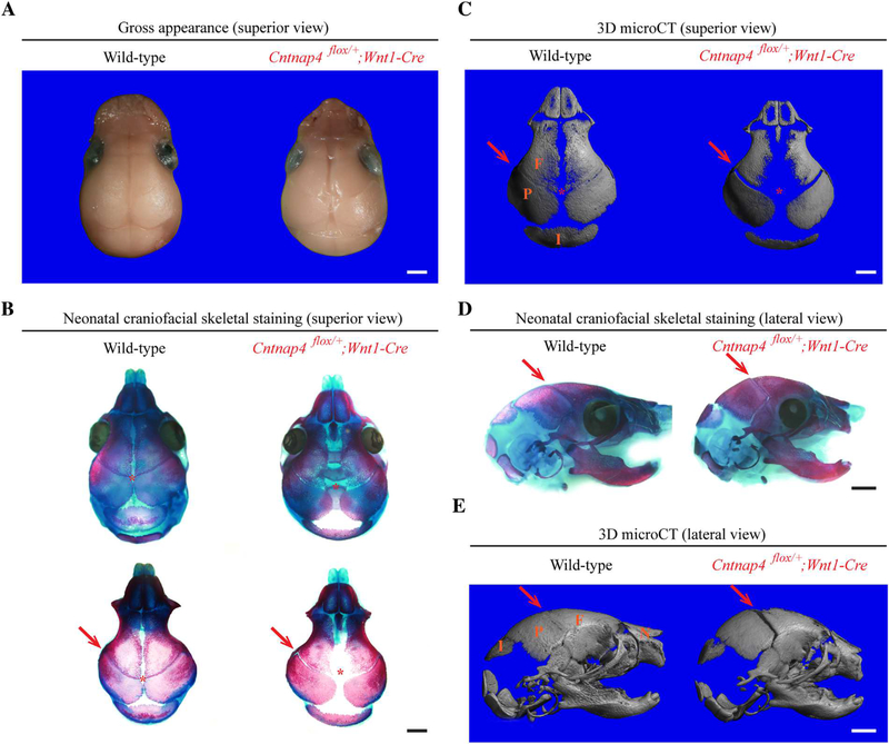 Fig. 7.