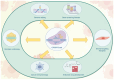 Figure 3. The applications of the CRISPR / Cas9 system. CRISPR, clustered regularly interspaced short palindromic repeats.