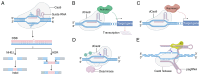 Figure 2. CRISPR–Cas9 system. (A) CRISPR–Cas9 nuclease binds to a gRNA to form a ribonucleoprotein complex. The gRNA directs Cas9 to a complementary DNA target site, inducing DSBs. Cellular repair pat...