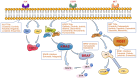 Figure 1. Genes and pathways in non–small cell lung cancer targeted drug resistance.