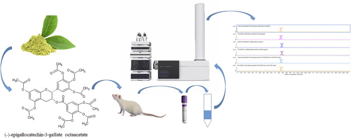 graphic file with name FPHAR_fphar-2022-1025053_wc_abs.jpg