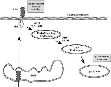 FIG. 7.