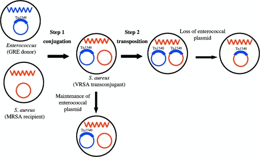 FIG. 2.