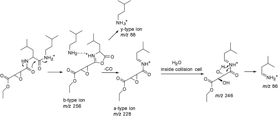 Fig. 4. Proposed mechanism for formation of major ions in the tandem mass spectrum of aloxistatin. The ion of m/z 256 representing b-type fragment was not shown in the challenge data and it was a minor fragment in the Q-TOF instrument. The b-ion is likely held in a protonated dimer form with the neutral amine (C5H13N) from which hydrogen transfer can occur to form a y-type of m/z 88. This diagnostic ion was observed in the Q-TOF instrument but was not part of the challenge data. The a-type ion can be attacked by water present in the collision cell to produce ion of m/z 246.