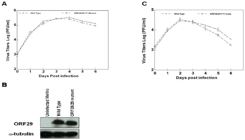 Fig. 8