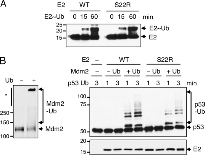 FIGURE 5.