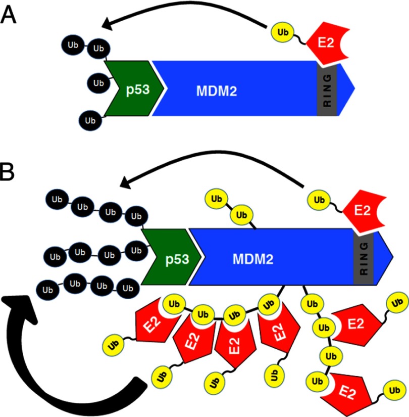 FIGURE 7.