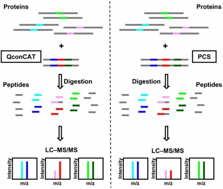 Fig. (2). Stable isotope-labeled and peptide-concatenated standard for absolute or stoichiometric quantification.