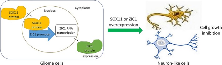 Figure 6