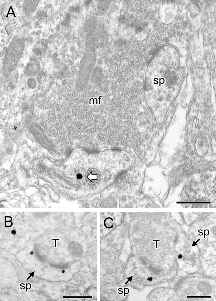 Fig 6.