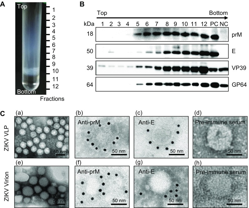 Fig. 3