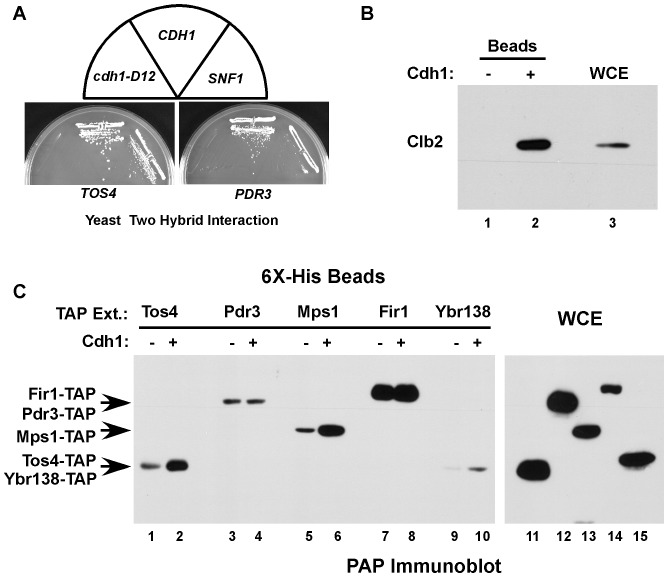 Figure 4