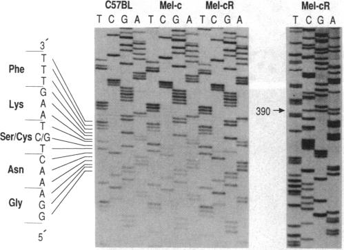 graphic file with name pnas01043-0093-b.jpg