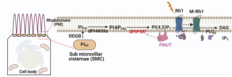 Figure 6.