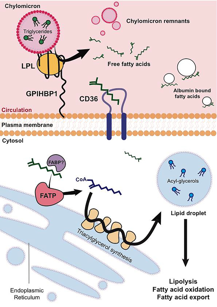 Figure 1: