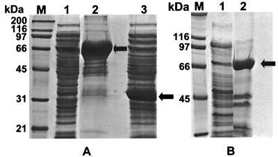 FIG. 5