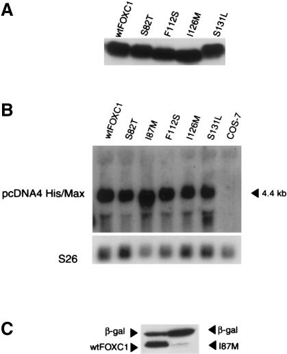 Figure  3