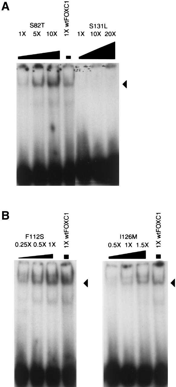 Figure  5