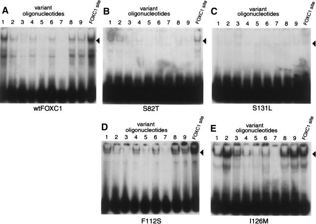 Figure  6