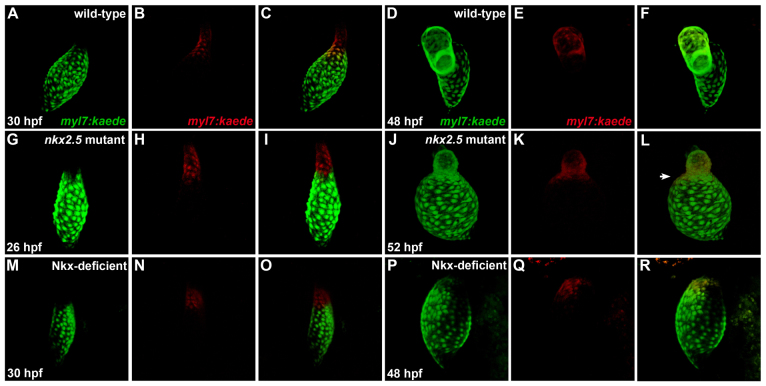 Fig. 9.