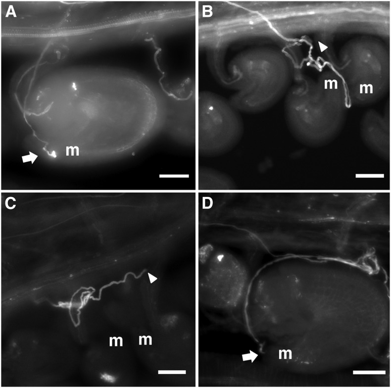 Figure 2.