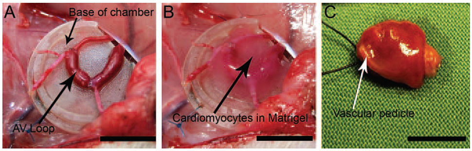 Figure 10.