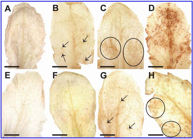 Fig. 8