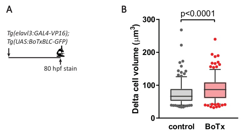 Figure 7—figure supplement 1.