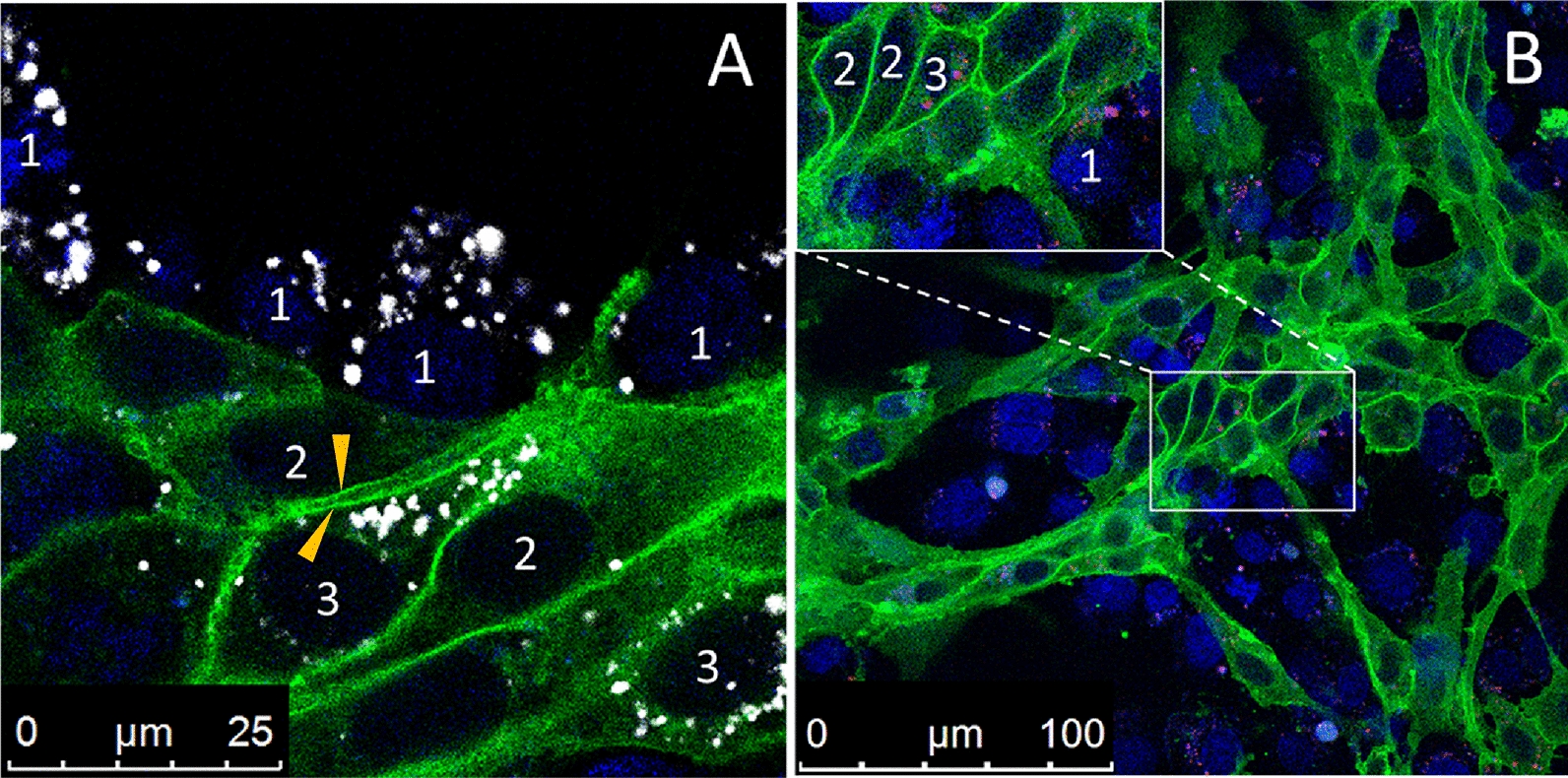 Fig. 9