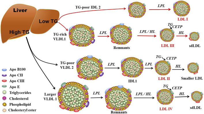 FIGURE 2