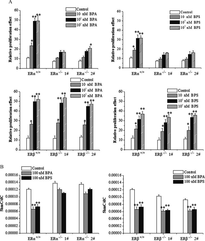 Figure 5A comprises four bar graphs. The first and third bar graphs plot relative proliferation effect, ranging from 0 to 60 in increments of 10 (y-axis) for control, 10 nanomolar BPA, 10 superscript 2 nanomolar BPA, and 10 superscript 3 nanomolar BPA across ER alpha superscript positive virgule positive, ER alpha superscript negative virgule negative 1 hash, ER alpha beta superscript negative virgule negative 2 hash and ER beta superscript positive virgule positive, ER beta superscript negative virgule negative 1 hash, and ER beta superscript negative virgule negative 2 hash, respectively, (x-axis). The second and the fourth graphs plot relative proliferation effect, ranging from 0 to 60 in increments of 10 (y-axis) for control, 10 nanomolar BPS, 10 superscript 2 nanomolar BPS, and 10 superscript 3 nanomolar BPS across ER alpha superscript positive virgule positive, ER alpha superscript negative virgule negative 1 hash, ER alpha beta superscript negative virgule negative 2 hash and ER beta superscript positive virgule positive, ER beta superscript negative virgule negative 1 hash, and ER beta superscript negative virgule negative 2 hash, respectively, (x-axis). Figure 5B comprises two bar graphs. The first and second bar graphs plot 5hmC virgule dC, ranging from 0.00000 to 0.00016 in increments of 0.00002 (y-axis) for control, 100 nanomolar BPA, and 100 nanomolar BPS across ER alpha superscript positive virgule positive, ER alpha superscript negative virgule negative 1 hash, ER alpha beta superscript negative virgule negative 2 hash and ER beta superscript positive virgule positive, ER beta superscript negative virgule negative 1 hash, and ER beta superscript negative virgule negative 2 hash, respectively, (x-axis). Figure 5C comprises two bar graphs. The first and second bar graphs plot relative intensity, ranging from 0 to 35 percent in increments of 5 (y-axis) for control, ER alpha superscript positive virgule positive plus 100 nanomolar BPA, ER alpha superscript negative virgule negative 1 hash plus 100 nanomolar BPA, ER alpha superscript negative virgule negative 2 hash plus 100 nanomolar BPA and control, ER alpha superscript positive virgule positive plus 100 nanomolar BPS, ER alpha superscript negative virgule negative 1 hash plus 100 nanomolar BPS, ER alpha superscript negative virgule negative 2 hash plus 100 nanomolar BPS, respectively, over TET 1, TET2, and TET3 (x-axis). Figure 5D comprises a set of two Western blots and a bar graph. The Western blots display TET2-shRNA positive and negative in ER alpha superscript negative virgule negative 1 hash MCF7 and positive and negative in ER alpha superscript negative virgule negative 2 hash MCF7 across the top as columns and TET2 and GAPDH across the left as rows. The graph plots relative intensity, ranging from 0 to 35 percent in increments of 5 (y-axis) across ER alpha superscript negative virgule negative 1 hash, ER alpha superscript negative virgule negative 1 hash plus shTET2, ER alpha superscript negative virgule negative 2 hash, and ER alpha superscript negative virgule negative 2 hash plus shTET2 (x-axis). Figures 5E and 5F plot relative proliferation effect, ranging from 0 to 60 in increments of 10 and 5hmC virgule dC from 0.00000 to 0.00016 in increments of 0.00002, respectively, (y-axis) for ER alpha superscript positive virgule positive, ER alpha superscript negative virgule negative 1 hash, ER alpha superscript negative virgule negative 2 hash, ER alpha superscript negative virgule negative 1 hash plus shTET2, and ER alpha superscript negative virgule negative 2 hash plus shTET2 across control, 100 nanomolar BPA, and 100 nanomolar BPS (x-axis).