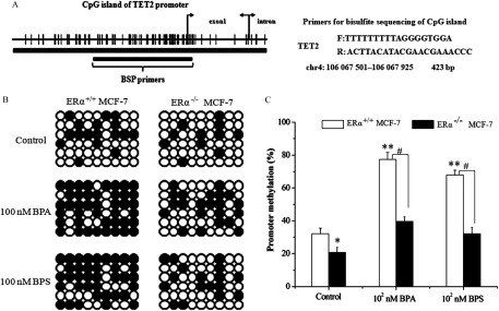 Figure 6A comprises a gene diagram titled CpG island of TET2 promoter, with exon1 and intron indicated on top and BSP primers indicated below and, to the right, the Primers for bisulfite sequencing of CpG island are listed. Figure 6B is a display of two columns of 54-well plates titled ER alpha positive virgule positive MCF 7 and ER alpha negative virgule negative MCF 7 with three rows labeled control, 100 nM BPA, and 100 nM BPS. Figure 6C is a bar graph plotting promoter methylation percentage ranging from 0 to 100 with increments of 20 (y-axis) for ER alpha positive virgule positive MCF 7 and ER alpha negative virgule negative MCF 7 over control, 10 superscript 2 nanomolar BPA, and 10 superscript 2 nanomolar BPS (y-axis).