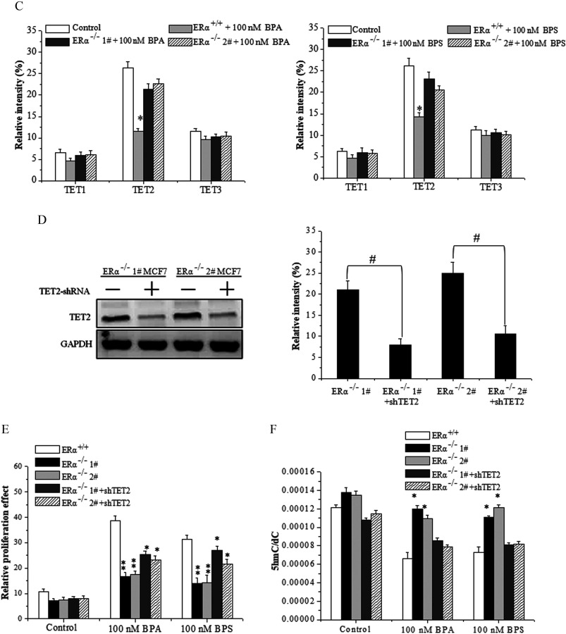 Figure 5A comprises four bar graphs. The first and third bar graphs plot relative proliferation effect, ranging from 0 to 60 in increments of 10 (y-axis) for control, 10 nanomolar BPA, 10 superscript 2 nanomolar BPA, and 10 superscript 3 nanomolar BPA across ER alpha superscript positive virgule positive, ER alpha superscript negative virgule negative 1 hash, ER alpha beta superscript negative virgule negative 2 hash and ER beta superscript positive virgule positive, ER beta superscript negative virgule negative 1 hash, and ER beta superscript negative virgule negative 2 hash, respectively, (x-axis). The second and the fourth graphs plot relative proliferation effect, ranging from 0 to 60 in increments of 10 (y-axis) for control, 10 nanomolar BPS, 10 superscript 2 nanomolar BPS, and 10 superscript 3 nanomolar BPS across ER alpha superscript positive virgule positive, ER alpha superscript negative virgule negative 1 hash, ER alpha beta superscript negative virgule negative 2 hash and ER beta superscript positive virgule positive, ER beta superscript negative virgule negative 1 hash, and ER beta superscript negative virgule negative 2 hash, respectively, (x-axis). Figure 5B comprises two bar graphs. The first and second bar graphs plot 5hmC virgule dC, ranging from 0.00000 to 0.00016 in increments of 0.00002 (y-axis) for control, 100 nanomolar BPA, and 100 nanomolar BPS across ER alpha superscript positive virgule positive, ER alpha superscript negative virgule negative 1 hash, ER alpha beta superscript negative virgule negative 2 hash and ER beta superscript positive virgule positive, ER beta superscript negative virgule negative 1 hash, and ER beta superscript negative virgule negative 2 hash, respectively, (x-axis). Figure 5C comprises two bar graphs. The first and second bar graphs plot relative intensity, ranging from 0 to 35 percent in increments of 5 (y-axis) for control, ER alpha superscript positive virgule positive plus 100 nanomolar BPA, ER alpha superscript negative virgule negative 1 hash plus 100 nanomolar BPA, ER alpha superscript negative virgule negative 2 hash plus 100 nanomolar BPA and control, ER alpha superscript positive virgule positive plus 100 nanomolar BPS, ER alpha superscript negative virgule negative 1 hash plus 100 nanomolar BPS, ER alpha superscript negative virgule negative 2 hash plus 100 nanomolar BPS, respectively, over TET 1, TET2, and TET3 (x-axis). Figure 5D comprises a set of two Western blots and a bar graph. The Western blots display TET2-shRNA positive and negative in ER alpha superscript negative virgule negative 1 hash MCF7 and positive and negative in ER alpha superscript negative virgule negative 2 hash MCF7 across the top as columns and TET2 and GAPDH across the left as rows. The graph plots relative intensity, ranging from 0 to 35 percent in increments of 5 (y-axis) across ER alpha superscript negative virgule negative 1 hash, ER alpha superscript negative virgule negative 1 hash plus shTET2, ER alpha superscript negative virgule negative 2 hash, and ER alpha superscript negative virgule negative 2 hash plus shTET2 (x-axis). Figures 5E and 5F plot relative proliferation effect, ranging from 0 to 60 in increments of 10 and 5hmC virgule dC from 0.00000 to 0.00016 in increments of 0.00002, respectively, (y-axis) for ER alpha superscript positive virgule positive, ER alpha superscript negative virgule negative 1 hash, ER alpha superscript negative virgule negative 2 hash, ER alpha superscript negative virgule negative 1 hash plus shTET2, and ER alpha superscript negative virgule negative 2 hash plus shTET2 across control, 100 nanomolar BPA, and 100 nanomolar BPS (x-axis).