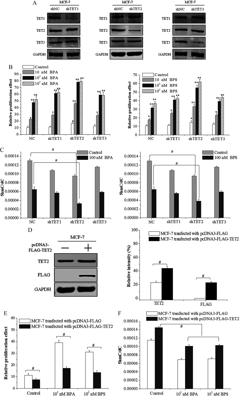 Figure 4A comprises three sets of Western blots. The first set of four Western blots displays shNC and shTET1 in MCF 7 across the top as columns and TET1, TET2, TET3, and GAPDH across the left as rows. The second set of four Western blots displays shNC and shTET2 in MCF 7 across the top as columns and TET1, TET2, TET3, and GAPDH across the left as rows. The third set of four Western blots displays shNC and shTET3 in MCF 7 across the top as columns and TET1, TET2, TET3, and GAPDH across the left as rows. Figure 4B comprises two bar graphs. The first and second bar graphs plot relative proliferation effect, ranging from 0 to 90 in increments of 10 for control, 10 nanomolar BPA, 10 superscript 2 nanomolar BPA, and 10 superscript 3 nanomolar BPA and from 0 to 70 in increments of 10 for control, 10 nanomolar BPS, 10 superscript 2 nanomolar BPS, and 10 superscript 3 nanomolar BPS (y-axis), respectively, across NC, shTET1, shTET2, and shTET3. Figure 4C comprises two bar graphs. The first and second bar graphs plot 5hmC virgule dC, ranging from 0.00000 to 0.00014 in increments of 0.00002 (y-axis) for control, 100 nanomolar BPA and for control, 100 nanomolar BPS, respectively, across NC, shTET1, shTET2, and shTET3 (x-axis). Figure 4D comprises a set of three Western blots and a bar graph. The Western blot displays pcDNA3-FLAG-TET2 negative and positive in MCF-7 across the top as columns and TET2, FLAG, and GAPDH across the left as rows. The bar graph plots relative intensity, ranging from 0 to 100 percentage in increments of 20 (y-axis) for MCF-7 transfected with pcDNA3-FLAG and MCF-7 transfected with pcDNA3-FLAG-TET2 across TET2 and FLAG. Figure 4E is a bar graph, plotting relative proliferation effect, ranging from 0 to 60 in increments of 10 (y-axis) for MCF-7 transfected with pcDNA3-FLAG and MCF-7 transfected with pcDNA3-FLAG-TET2 across control, 10 superscript 2 nanomolar BPA and 10 superscript 2 nanomolar BPS (x-axis). Figure 4F is a bar graph, plotting 5hmC virgule dC, ranging from 0.00000 to 0.00016 in increments of 0.00002 (y-axis) for MCF-7 transfected with pcDNA3-FLAG and MCF-7 transfected with pcDNA3-FLAG-TET2 across control, 10 superscript 2 nanomolar BPA and 10 superscript 2 nanomolar BPS (x-axis).