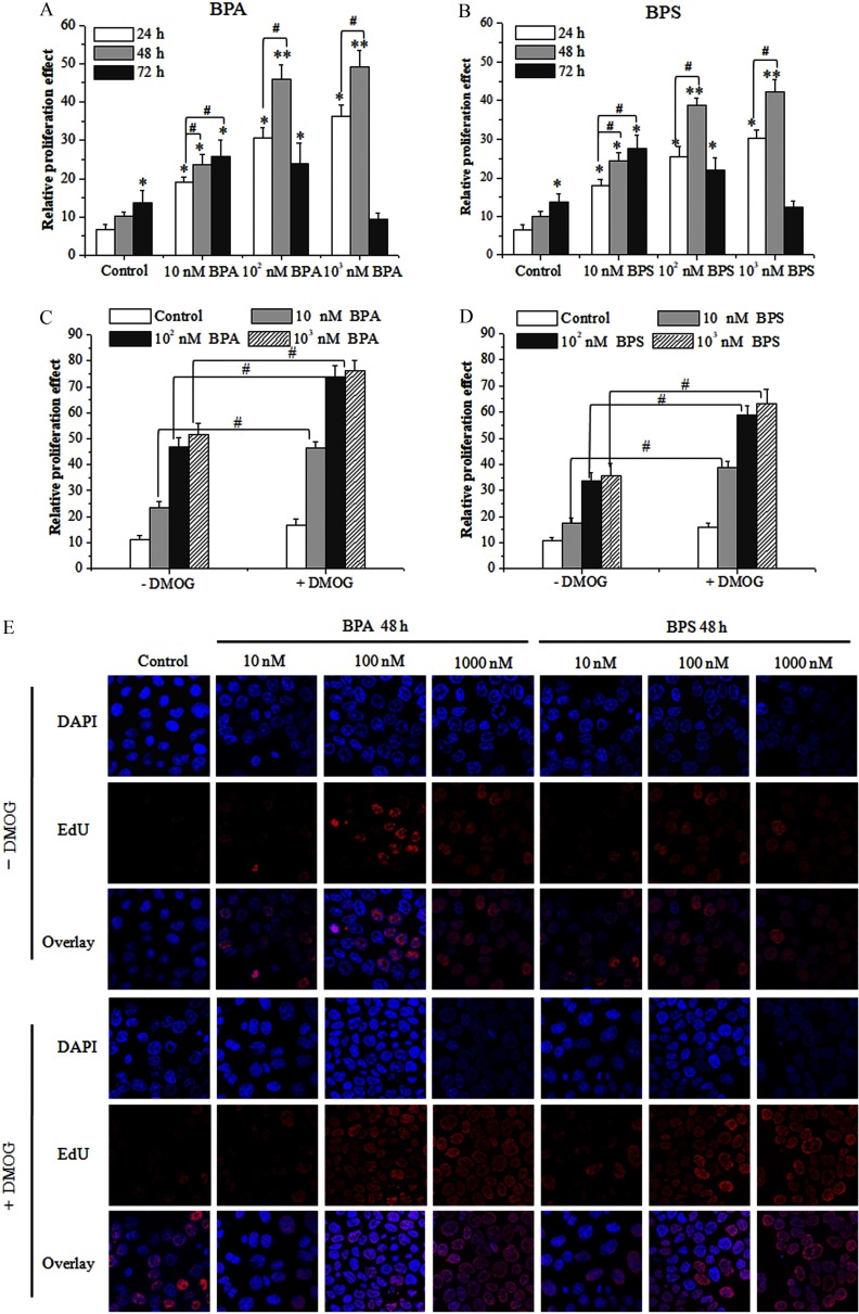 Figures 1A and 1B are bar graphs titled BPA and BPS, respectively, plotting relative proliferation effect, ranging from 0 to 60 in increments of 10 (y-axis) for 24, 48, and 72 hours each across control, 10 nanomolar BPA, 10 superscript 2 nanomolar BPA, and 10 superscript 3 nanomolar BPA (x-axis; Figure 1A) and control, 10 nanomolar BPS, 10 superscript 2 nanomolar BPS, and 10 superscript 3 nanomolar BPS (x-axis; Figure 1B). Figures 1C and 1D are graphs titled BPA and BPS, respectively, plotting relative proliferation effect, ranging from 0 to 90 in increments of 10 (y-axis) for control, 10 nanomolar BPA, 10 superscript 2 nanomolar BPA, and 10 superscript 3 nanomolar BPA (Figure 1C) and control, 10 nanomolar BPS, 10 superscript 2 nanomolar BPS, and 10 superscript 3 nanomolar BPS (Figure 1D) across negative and positive DMOG. Figure 1E is a display of seven columns, namely, control, 10 nanomolar, 100 nanomolar, 1,000 nanomolar for BPA 48 hours and 10 nanomolar, 100 nanomolar, and 1,000 nanomolar for BPS 48 hours, of stained tissues of breast cancer cells and six rows, namely, DAPI, EdU, and Overlay for negative DMOG and DAPI, EdU, and Overlay for positive DMOG, of stained tissues of breast cancer cells.