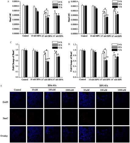 Figures 3A and 3B are bar graphs plotting 5hmC virgule dC, ranging from 0.00000 to 0.00014, in increments of 0.00002 (y-axis) for 24, 48, and 72 hours across control, 10 nanomolar BPA, 10 superscript 2 nanomolar BPA, and 10 superscript 3 nanomolar BPA (x-axis; Figure 3A) and across control, 10 nanomolar BPS, 10 superscript 2 nanomolar BPS, and 10 superscript 3 nanomolar BPS (x-axis; Figure 3B). Figures 3C and 3D are bar graphs plotting fold change of 5 hmC, ranging from 0.0 to 1.2 in increments of 0.2 (y-axis) for 24, 48, and 72 hours across control 10 nanomolar BPA, 10 superscript 2 nanomolar BPA, and 10 superscript 3 nanomolar BPA (x-axis; Figure 3C) and across control, 10 nanomolar BPS, 10 superscript 2 nanomolar BPS, and 10 superscript 3 nanomolar BPS (x-axis; Figure 3B).] Figure 3EA is a display of seven columns, namely, control, 10 nanomolar, 100 nanomolar, 1,000 nanomolar for BPA 48 hours and 10 nanomolar, 100 nanomolar, and 1,000 nanomolar for BPS 48 hours, of stained tissues of breast cancer cells and three rows, namely, DAPI, 5hmC, and Overlay of stained tissues of breast cancer cells.